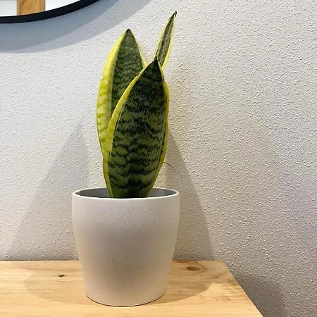 شقة Marchome Porriño