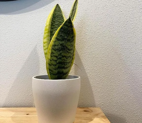 アパート Marchome Porriño